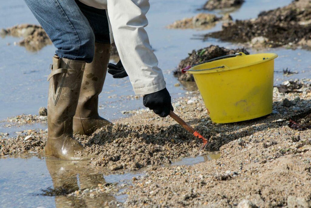 Pêche à pied à faire au mont Saint-Michel