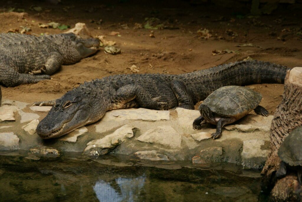 Les alligators du parc