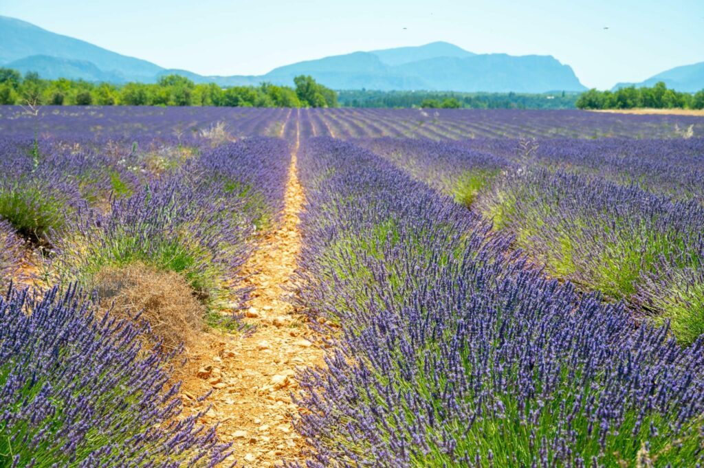 Les champs de lavande dans les paysages de Provence