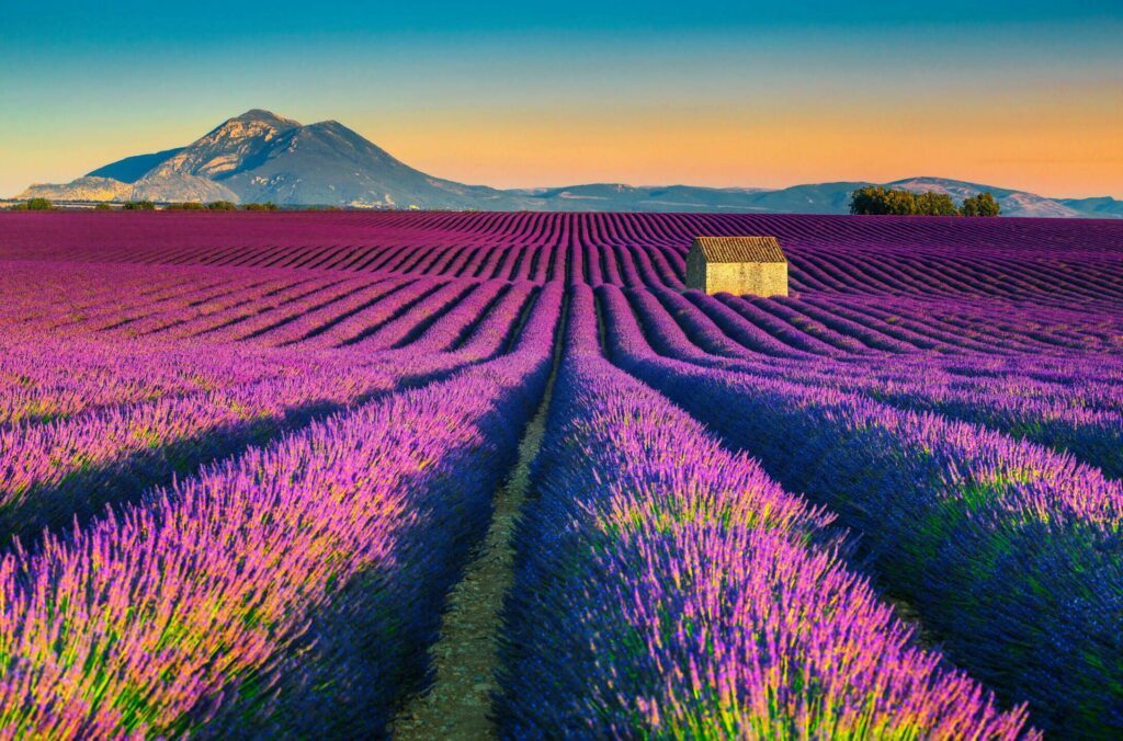 lavender fields in european landscapes