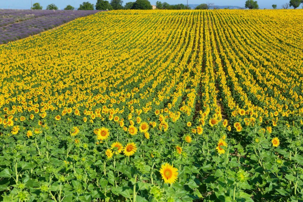 Les champs de tournesols dans les paysages de Provence