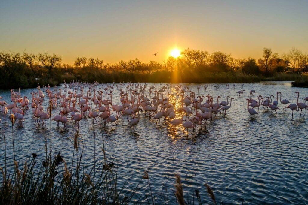 Les flamants roses en Camargue