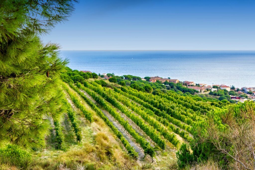 Les vignes d'Alella