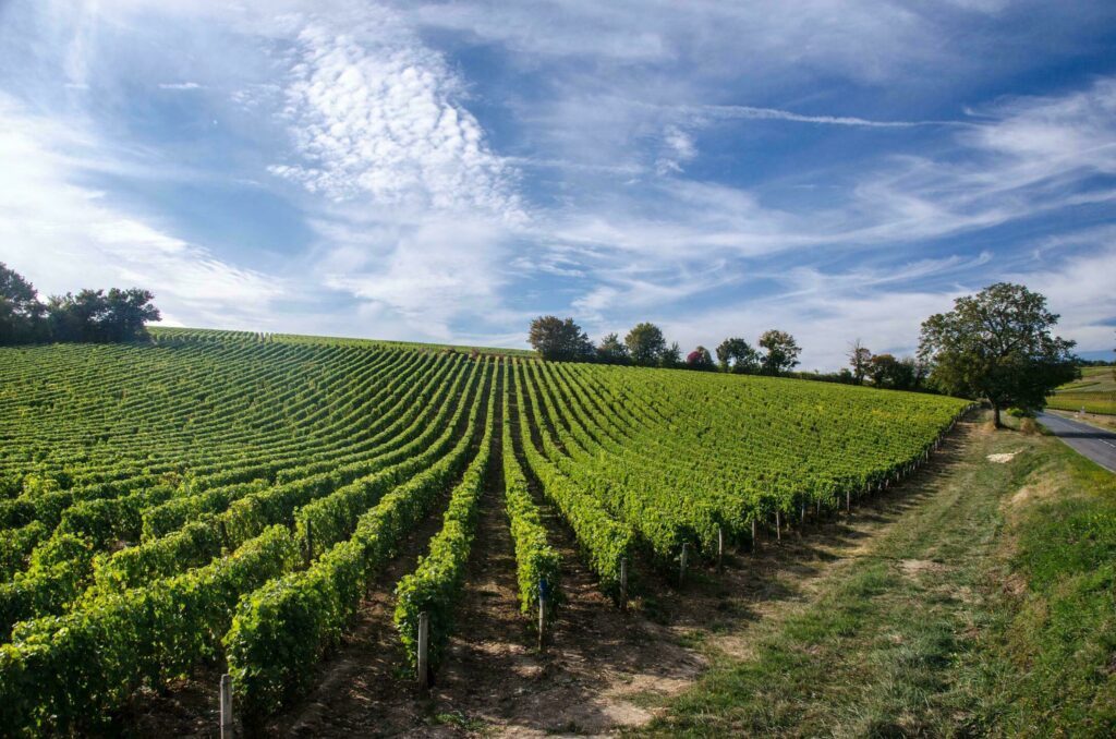Les vignes du Val de Loire