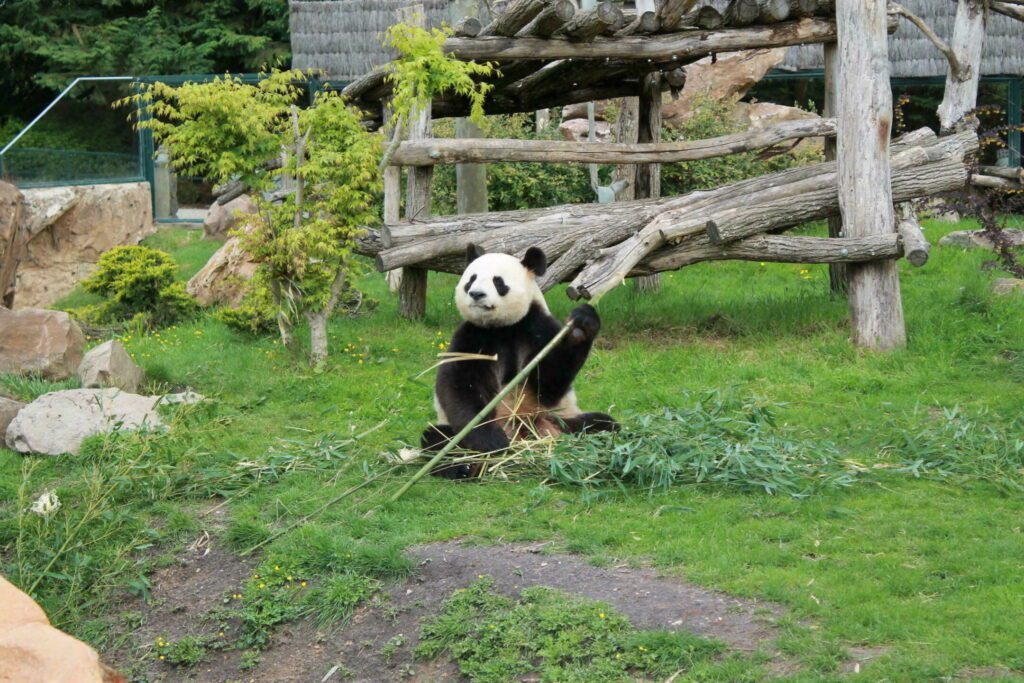 Voir les pandas du zoo de Beauval