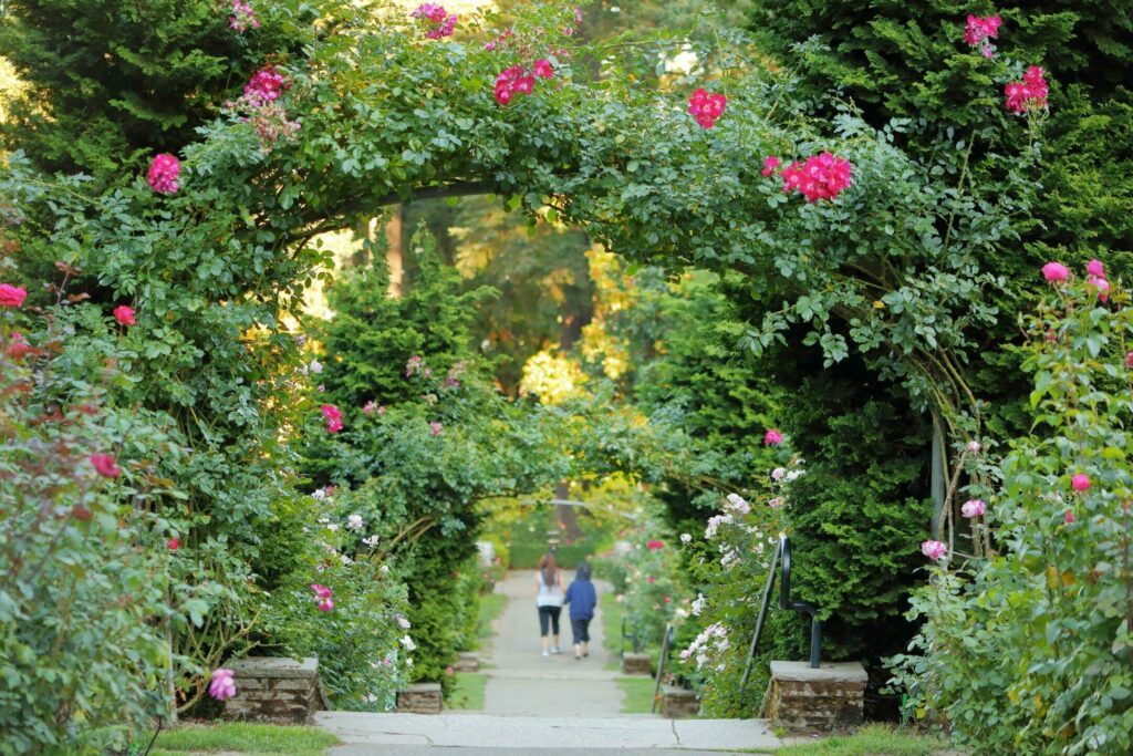 Le jardin international des Roses