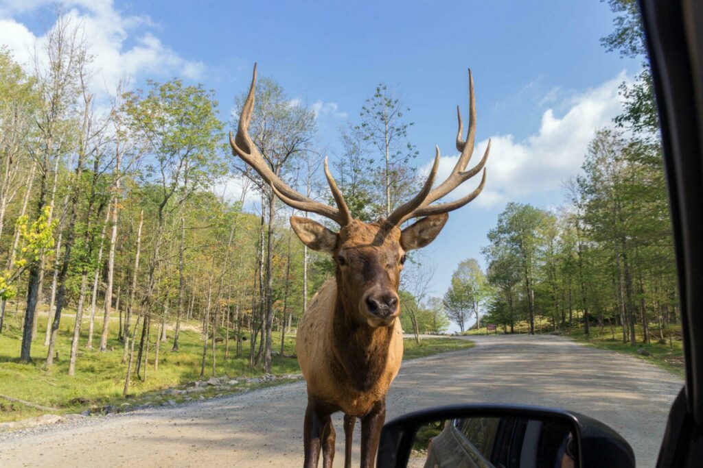 Le parc Omega au Québec en été