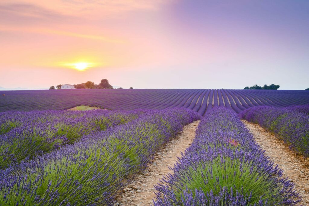Les champs de Lavande non loin d'Aix-en-Provence