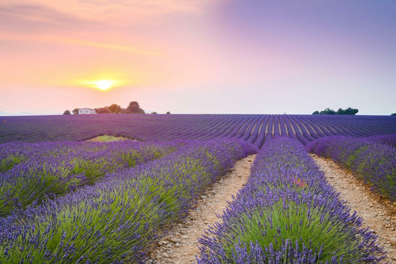 les-champs-de-lavande-non-loin-daix-en-provence-1536x1024.jpg