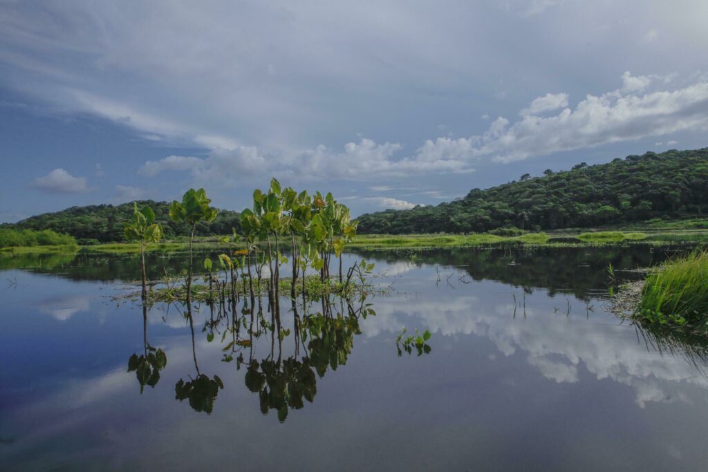 Les marais de Kaw pendant un road trip en Guyane