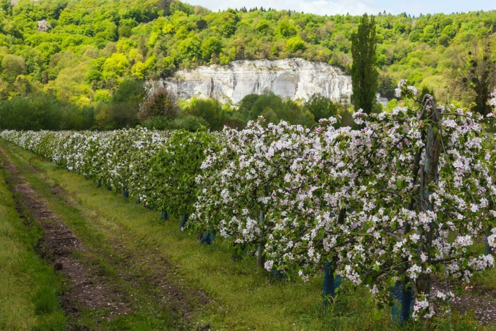 Les pommiers en fleurs sur la route du cidre