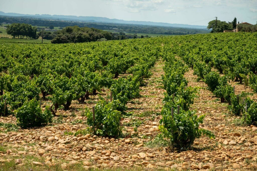 Les vignes de Châteauneuf-du-Pape
