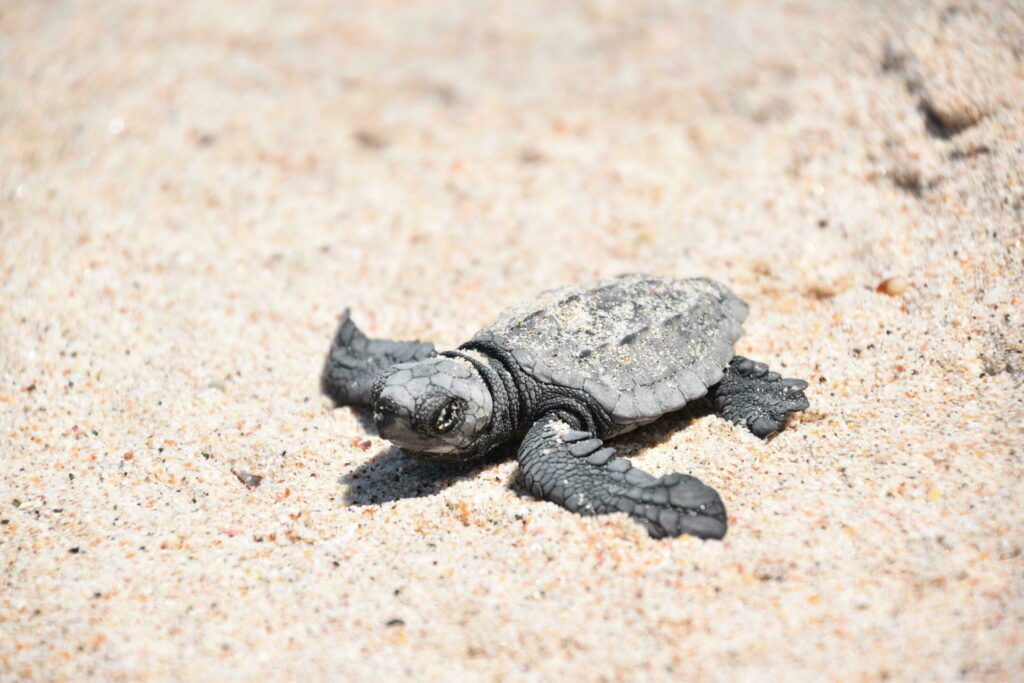 Observer les tortues sur la plage