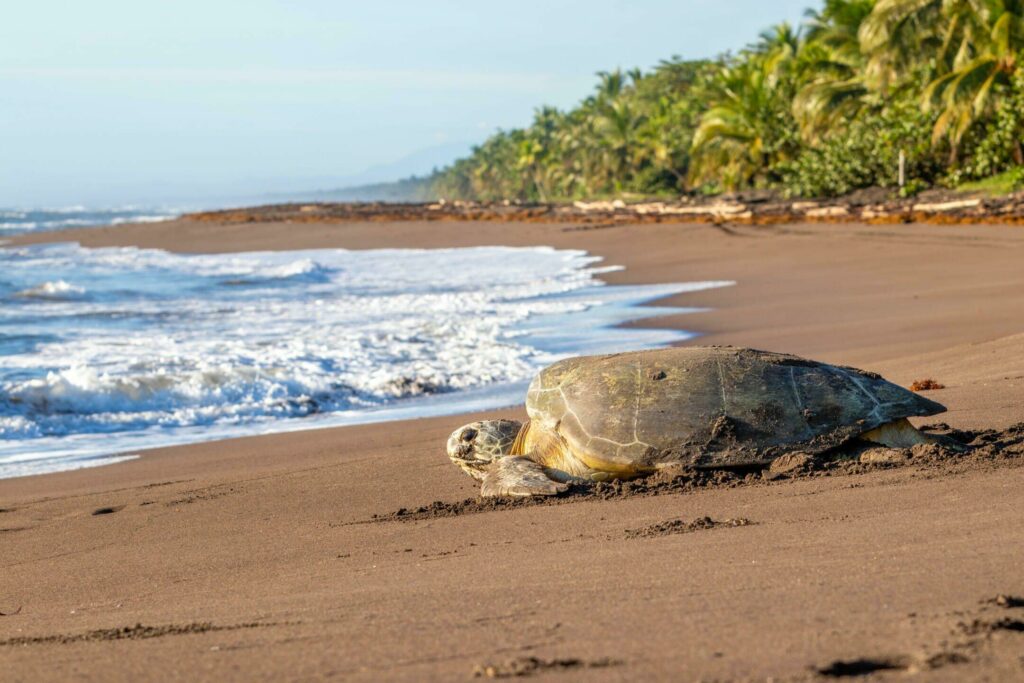 Tortuguero au Costa Rica