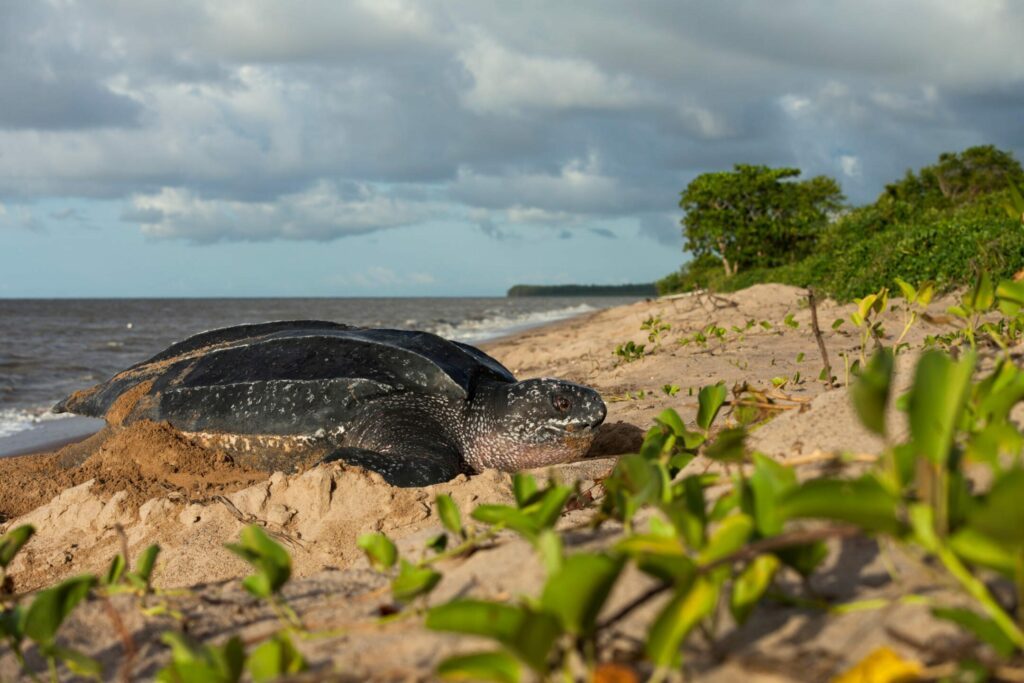 Une tortue Luth sur son site de ponte