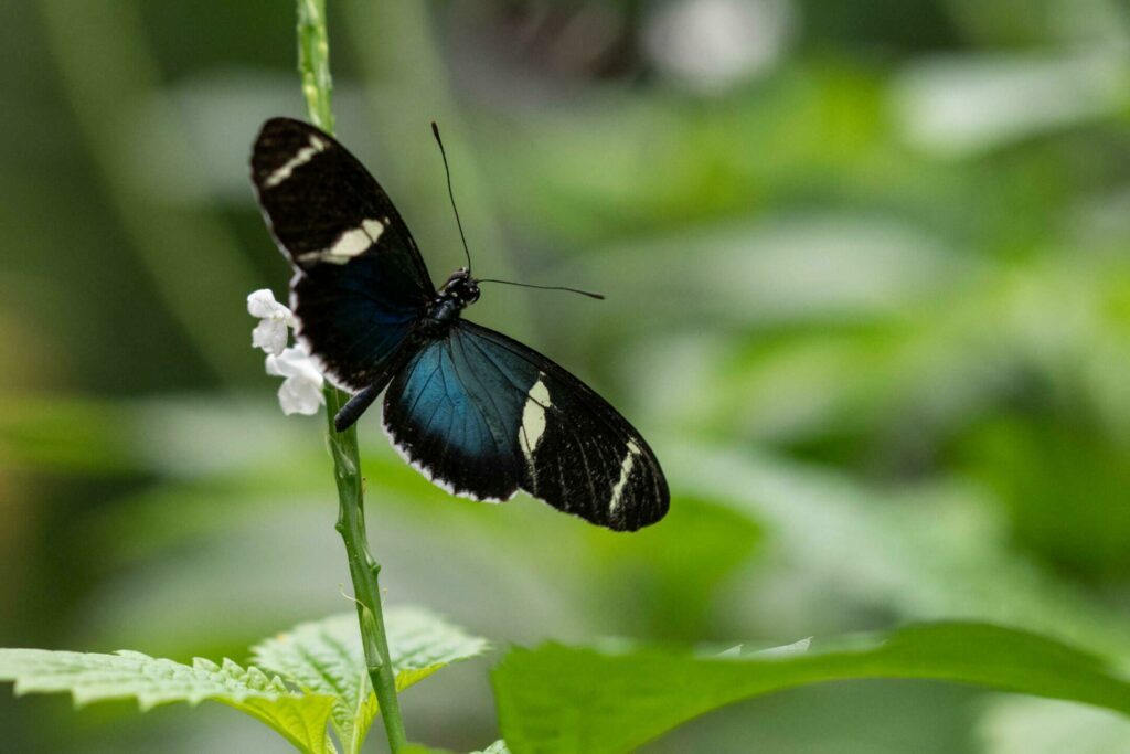 Voir les papillons au Naturospace