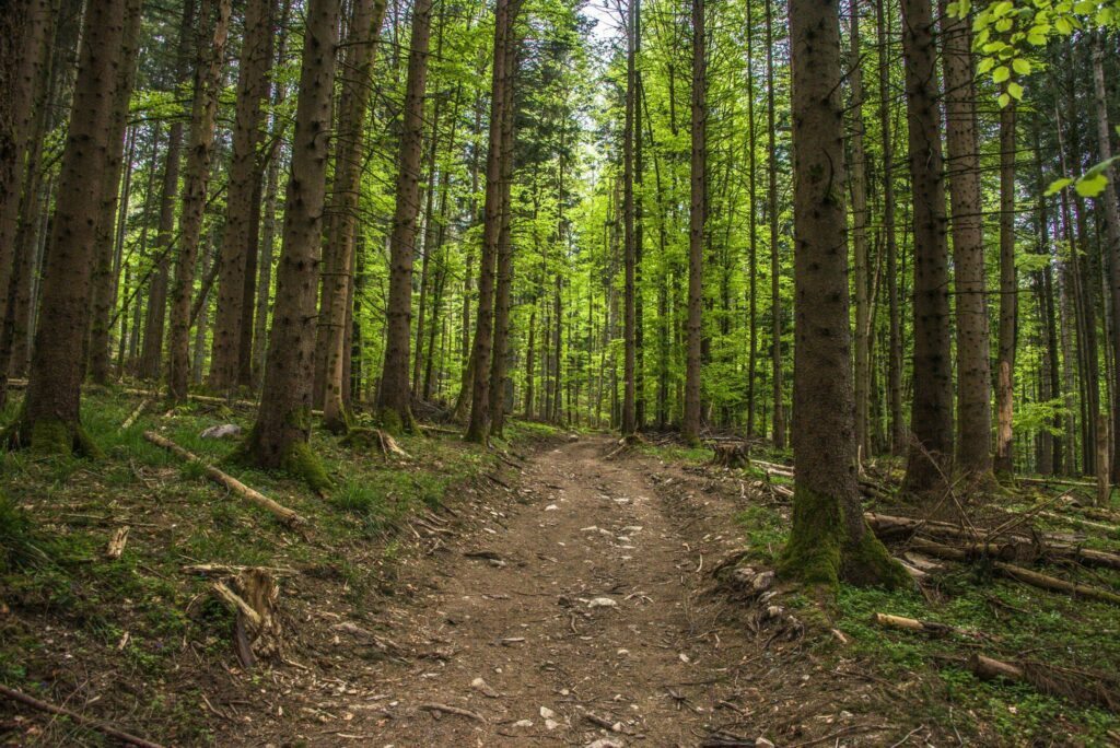 La forêt des Vosges