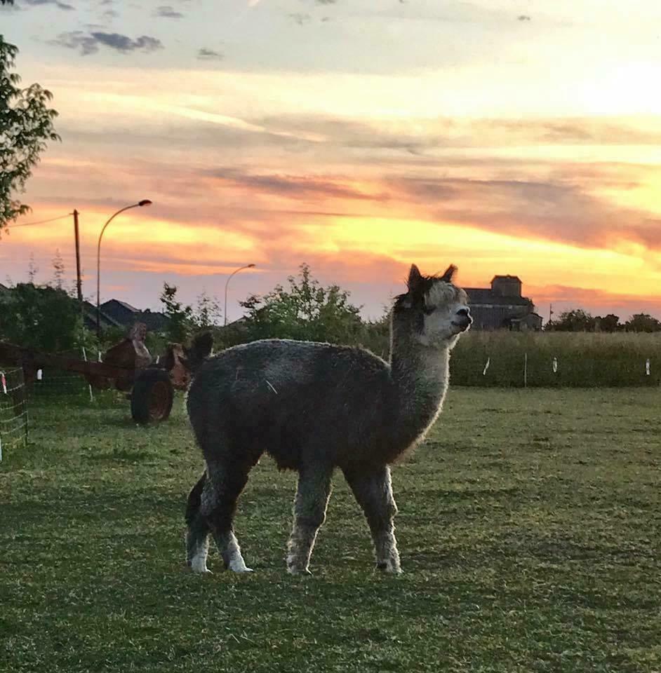 La ferme pédagogique