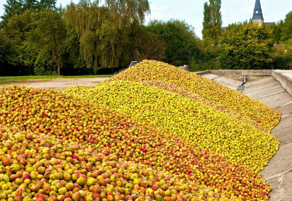 Production de pommes dans une ferme en Normandie