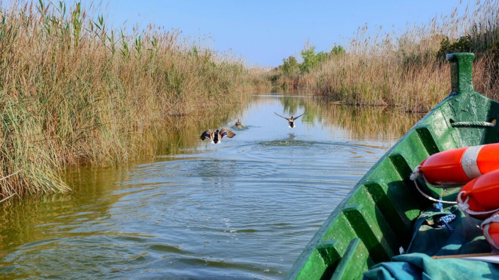 Tour en barque dans le parc naturel de l'Albufera