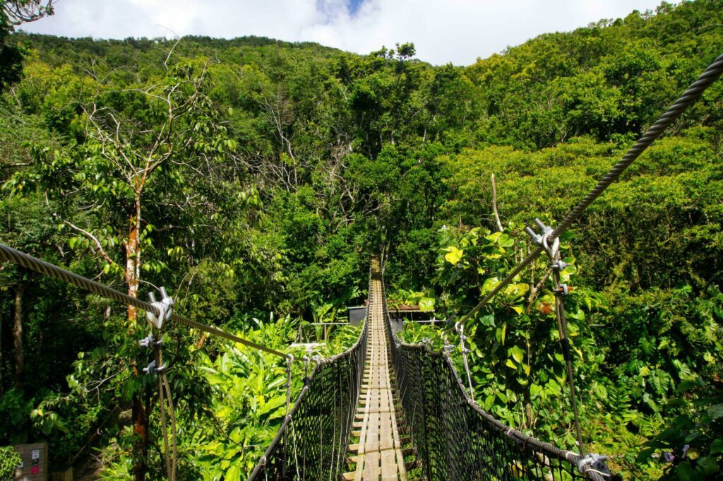 Un pont suspendu du Parc des Mamelles