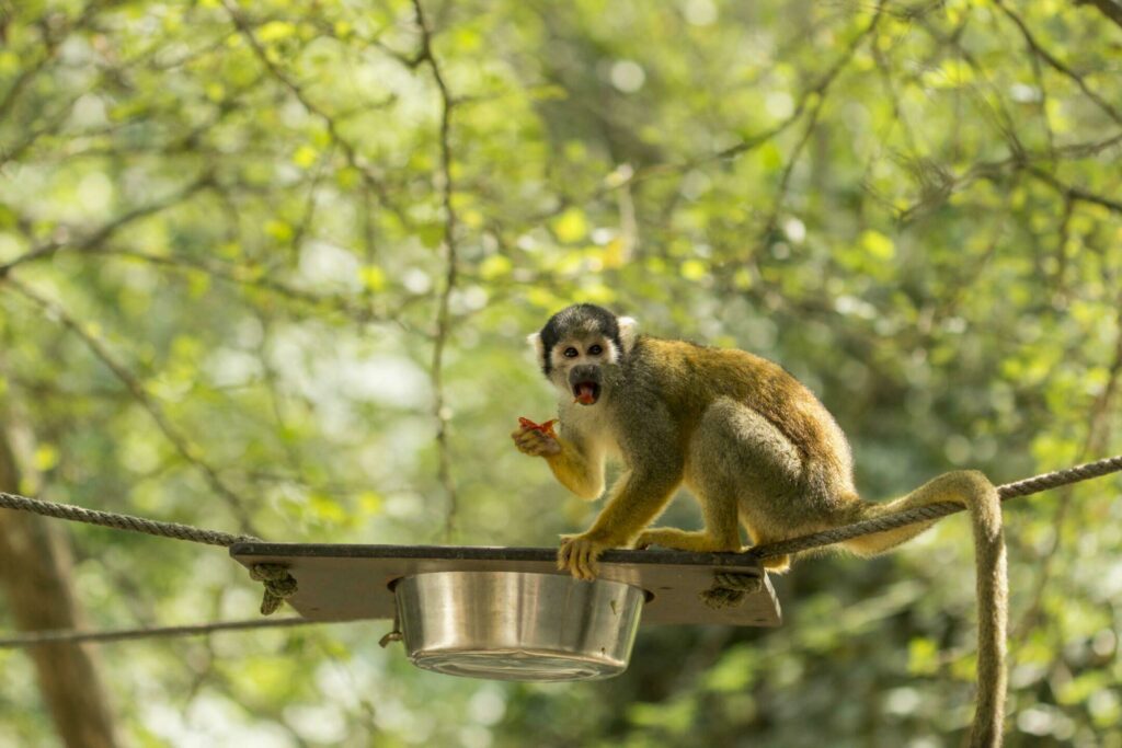 Un Saïmiri dans la Vallée des singes