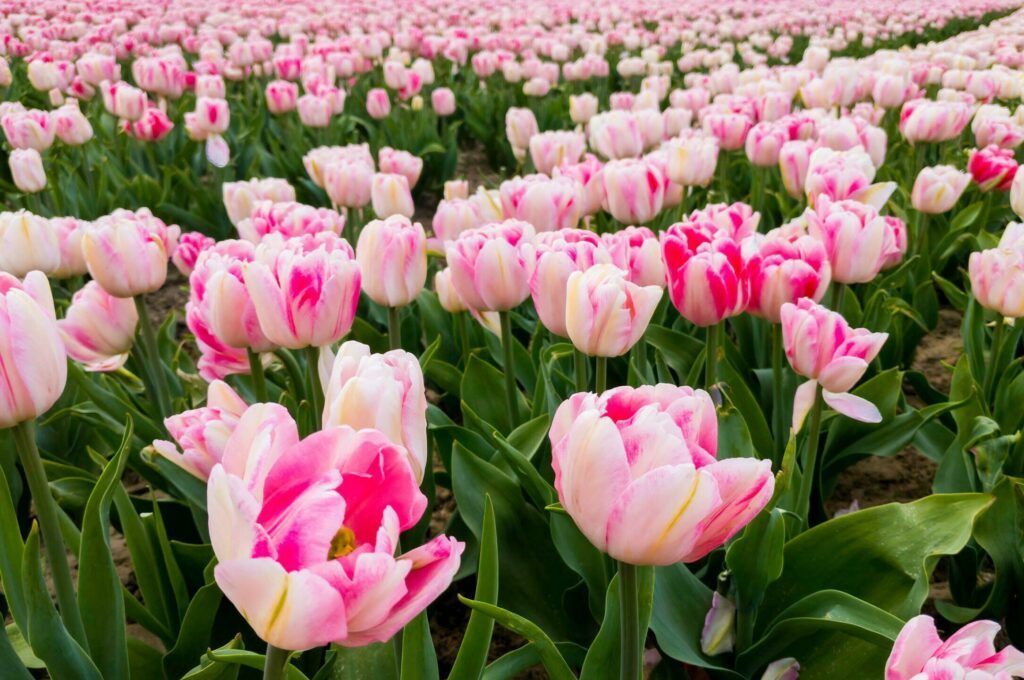 Champ de tulipes à Meerdonk