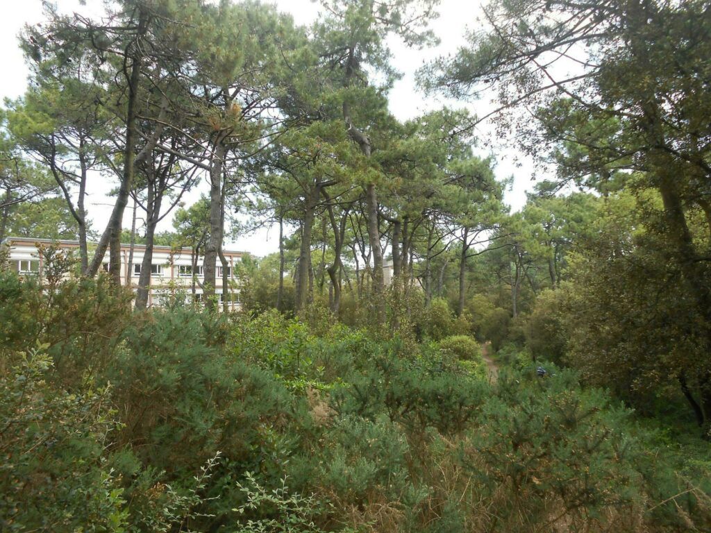 La forêt d'Escoublac à faire à La Baule