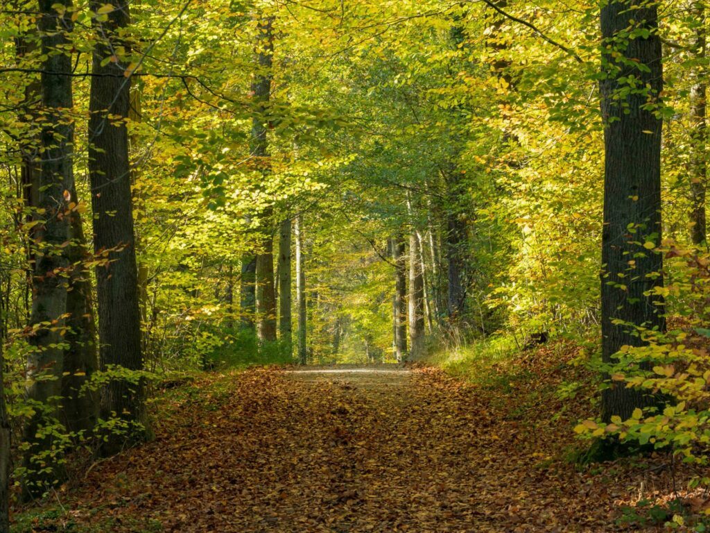 La forêt de Soignes dans les paysages de Belgique