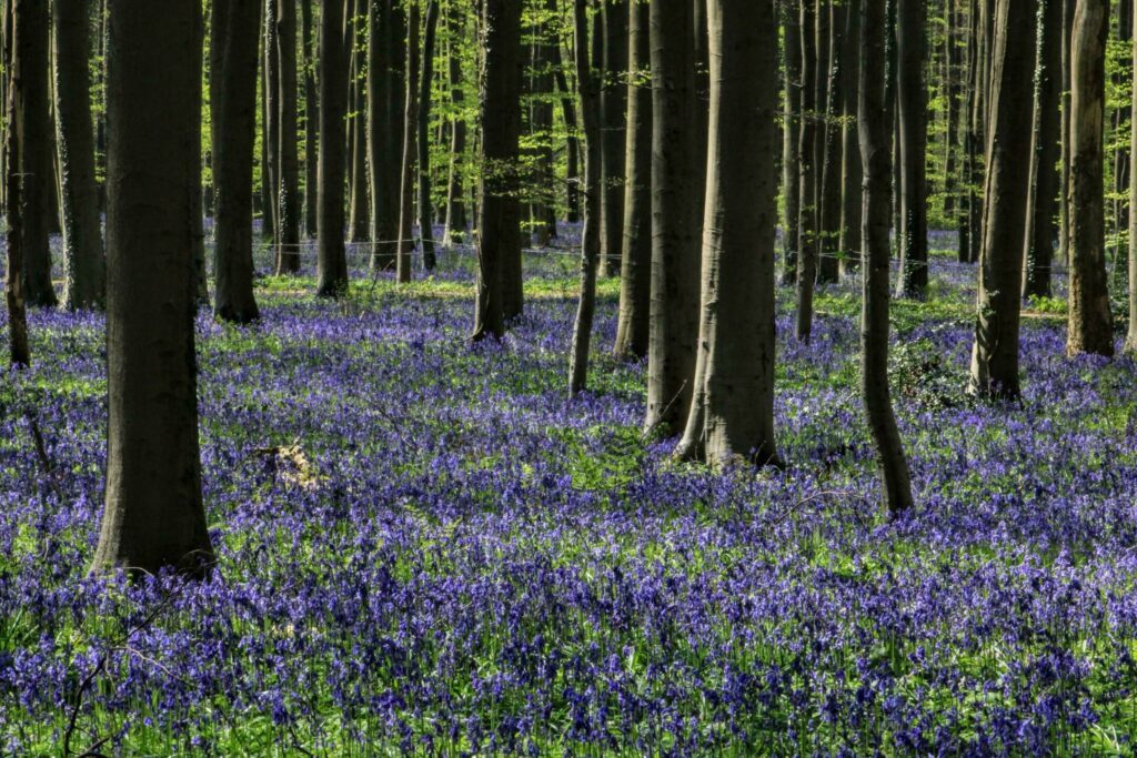 Les jacinthes bleues de la forêt de Hal