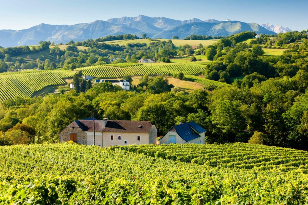 Les vignes du Jurançon