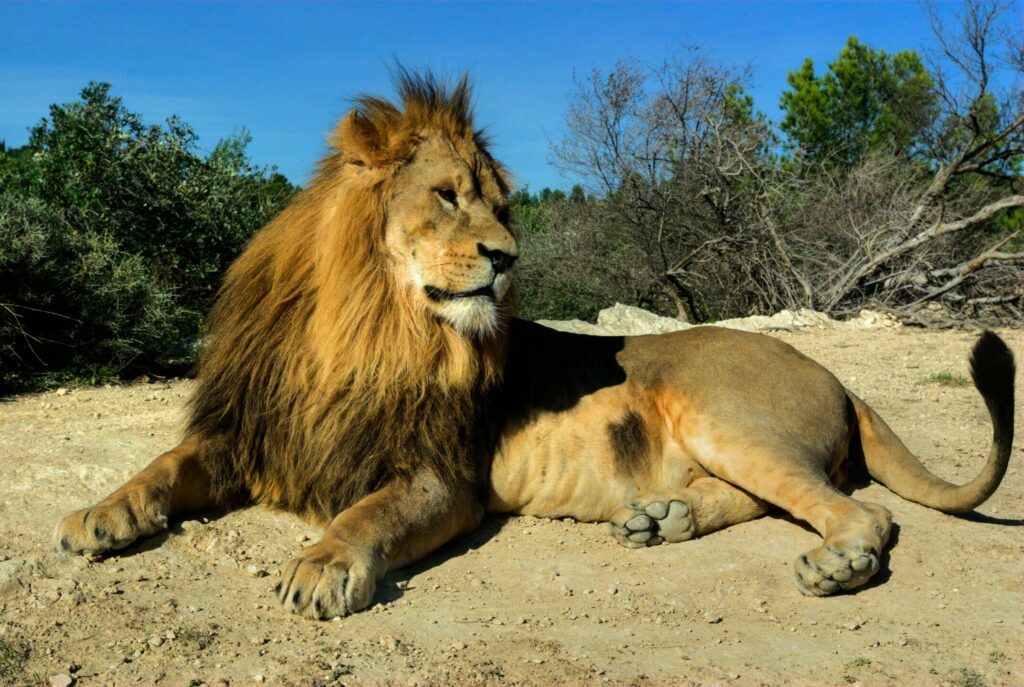 Lion de la réserve Africaine de Sigean