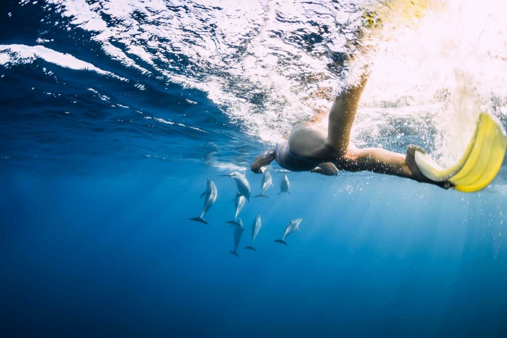 Nager avec les dauphins sur l'île Maurice