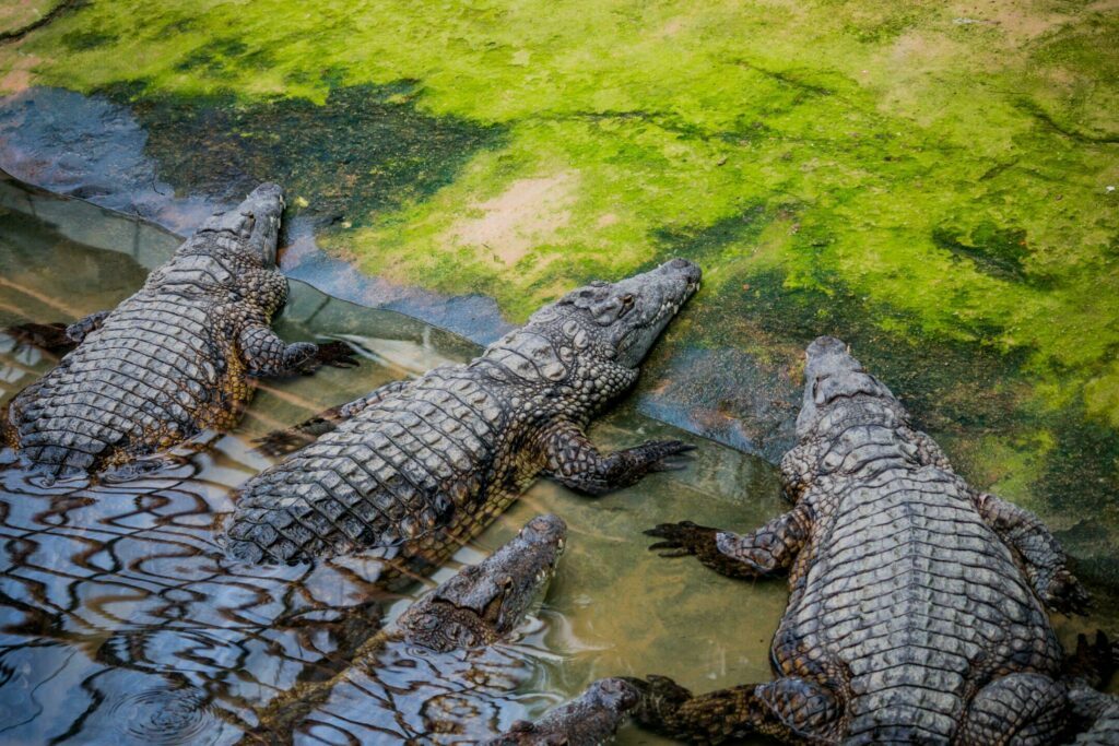Voir des Crocodiles autour de Valence