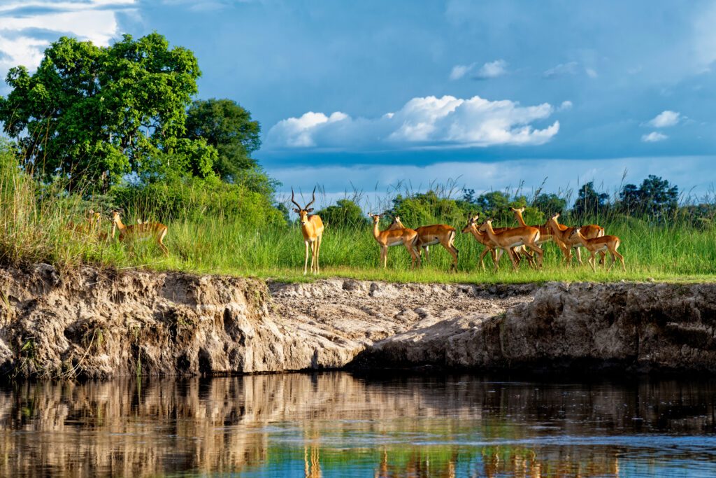 a small herd of impalas stands on the riverbank, Caprivi strip of Namibia