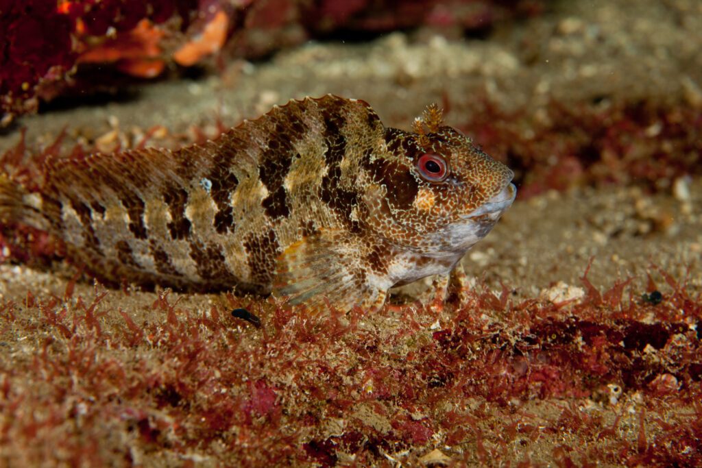 The tompot blenny (Parablennius gattorugine) is a medium-sized blenny