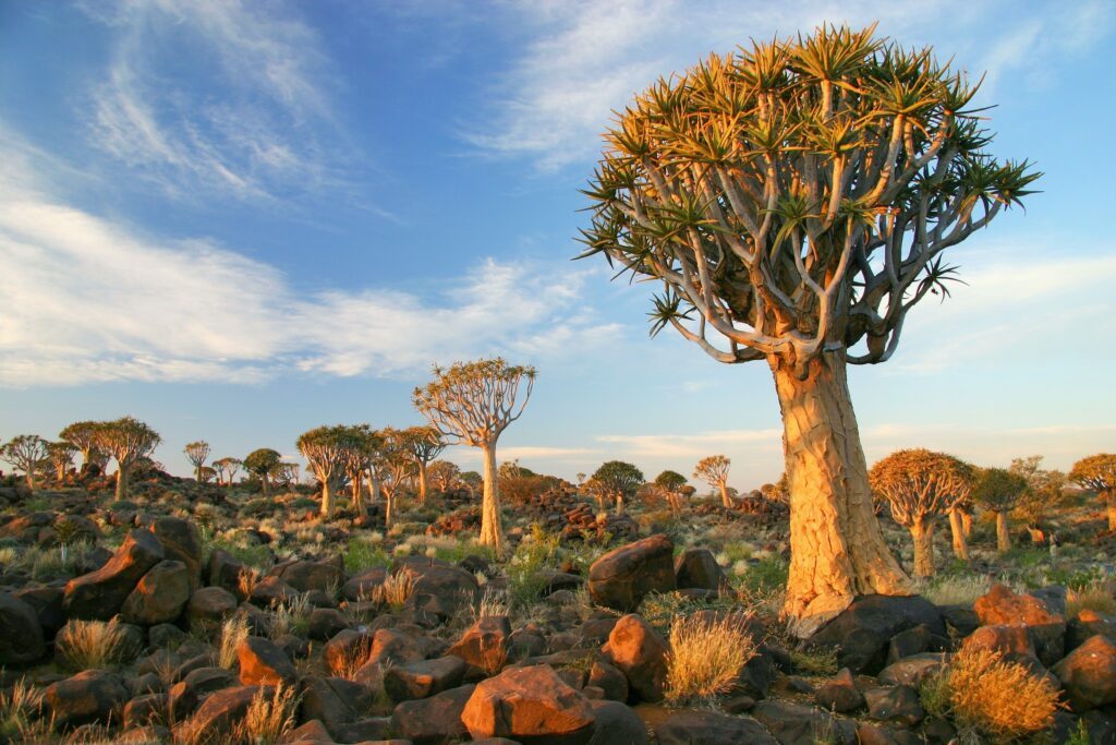 The Quiver Tree Forest in Namibia