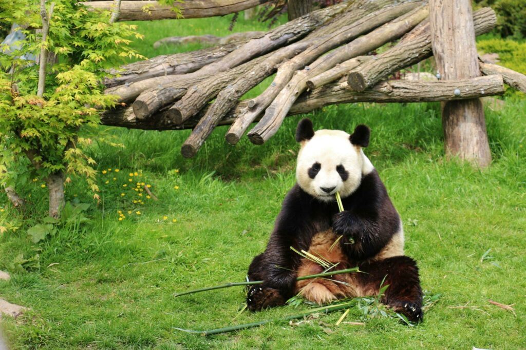 Le zoo de Beauval