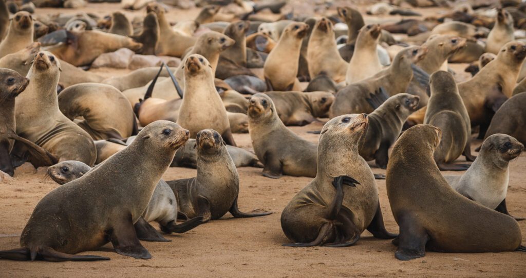 Seals at the Cape Cross Seal Reserve on the Skeleton Coast in Namibia. Cape Cross is home to one of the largest colonies of Cape fur seals in the world.