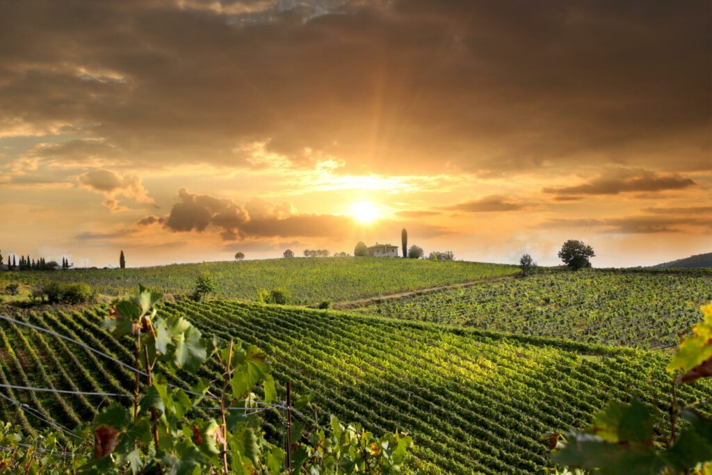 Les vignes d'Italie