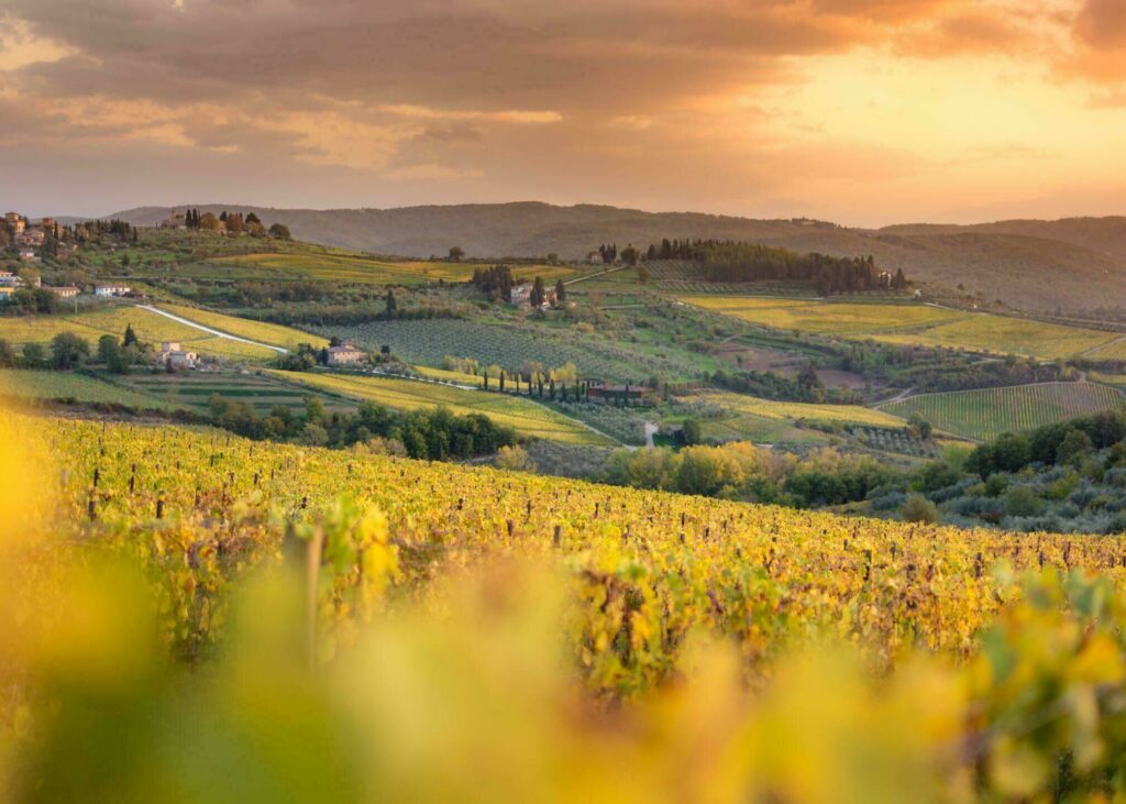 Les vignes du Chianti Classico dans les environs de Florence