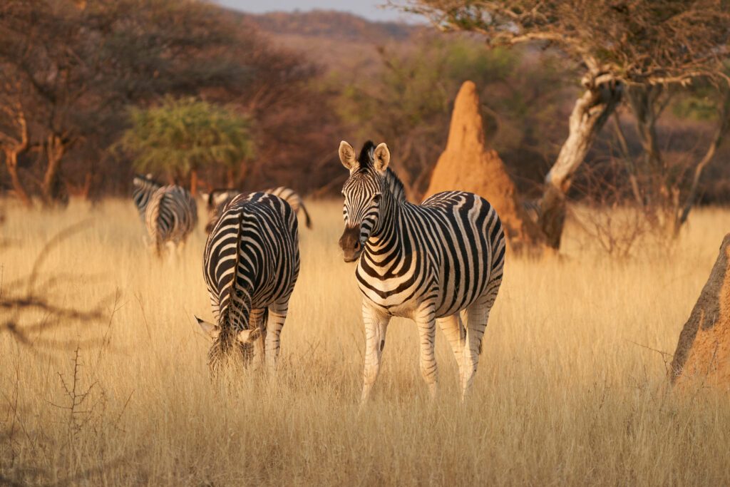 Burchell's Zebra (Equus burchellii)  in Okonjima Nature Reserve, Namibia