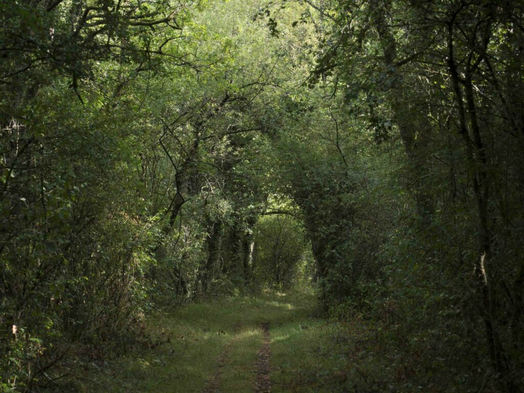 Un chemin au cœur de la réserve naturelle