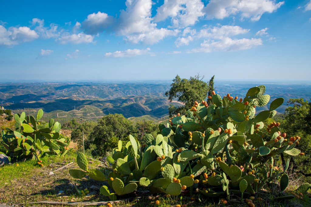 Vue depuis le sommet du Picota (Serra de Monchique - Algarve)