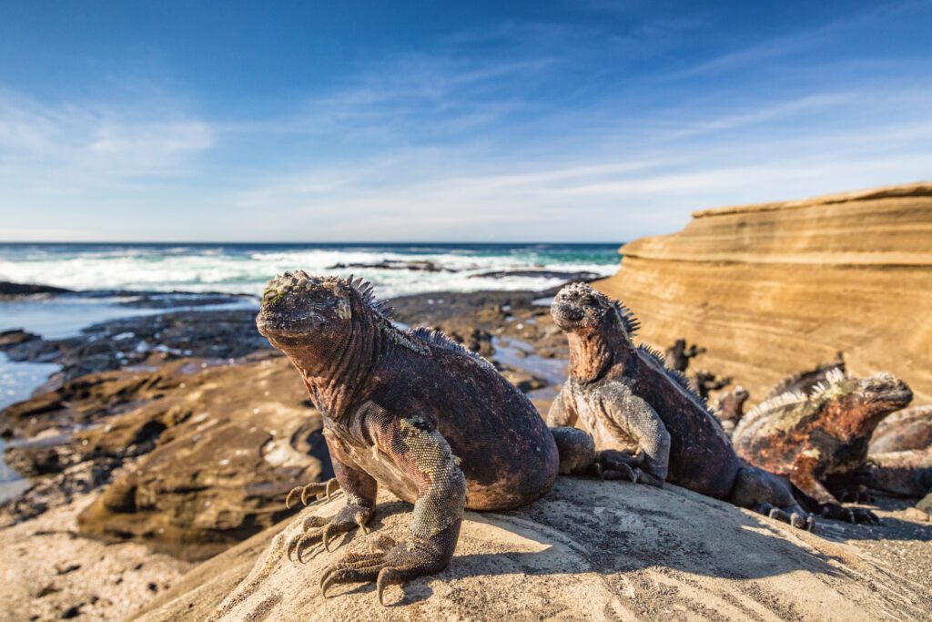 Galapagos Marine Iguana - Iguanas warming in the sun on volcanic rocks on Puerto Egas (Egas port) Santiago island, Ecuador. Amazing wildlife animals on Galapagos Islands, Ecuador.