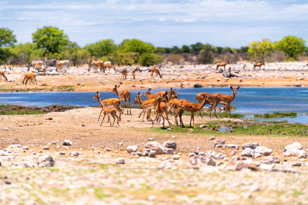 La biodiversité du parc national d’Etosha en Namibie