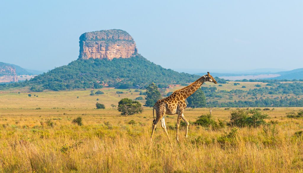 Giraffe (Giraffa Camelopardalis) panorama in African Savannah with a butte geological formation, Entabeni Safari Reserve, Limpopo Province, South Africa.