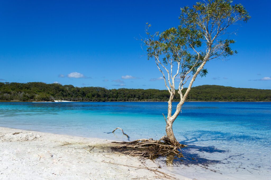 Lake Mackenzie on Fraser Island off the Sunshine of Queensland is a beautiful freshwater lake popular with tourists who visit Fraser Island. Queensland, Australia