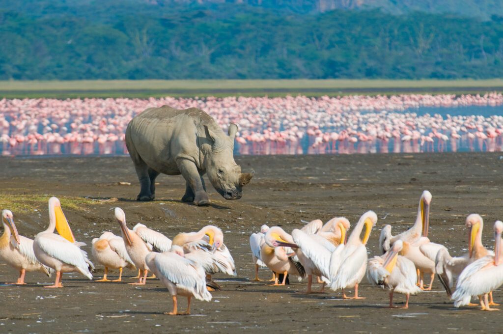 rhino in lake nakuru national park, kenya