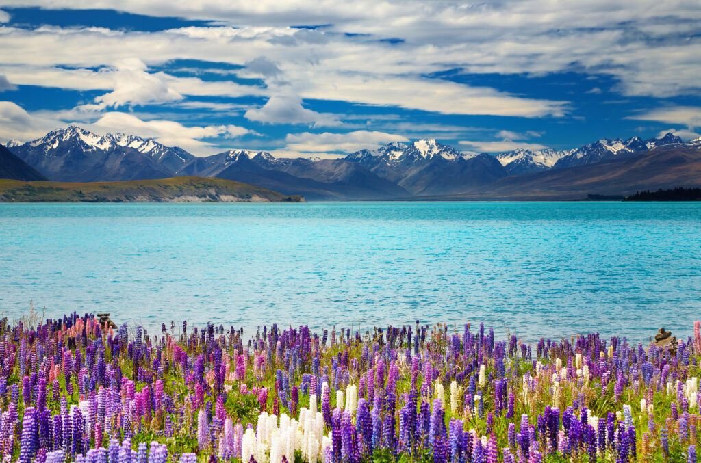 Le lac Tekapo entouré de fleurs